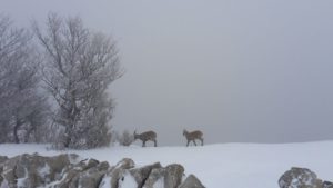 Traces de Bouquetins neige hiver Jura